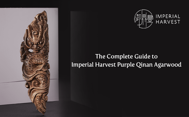 The Complete Guide to Imperial Harvest Purple Qinan Agarwood