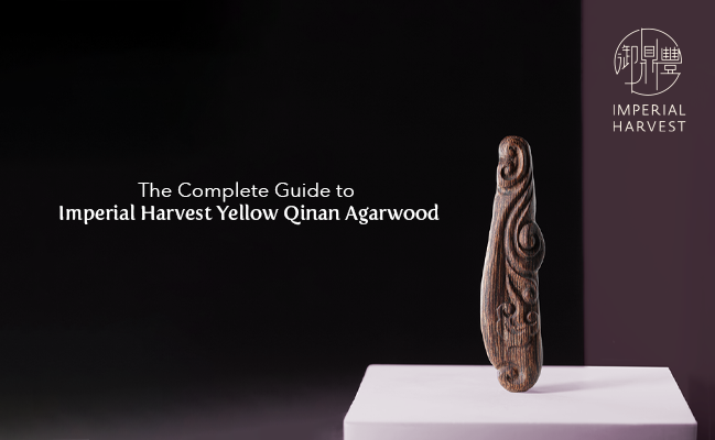 The Complete Guide to Imperial Harvest Yellow Qinan Agarwood