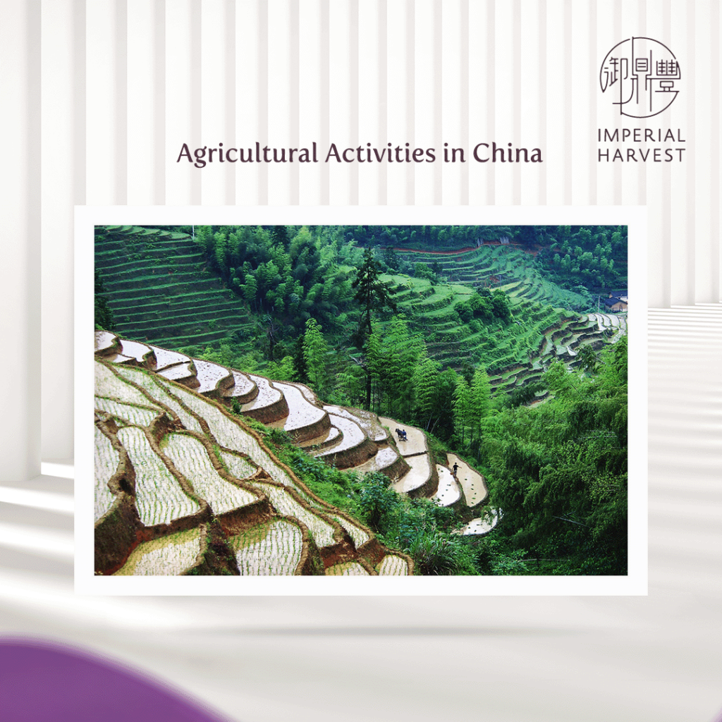 Agricultural Activities in China