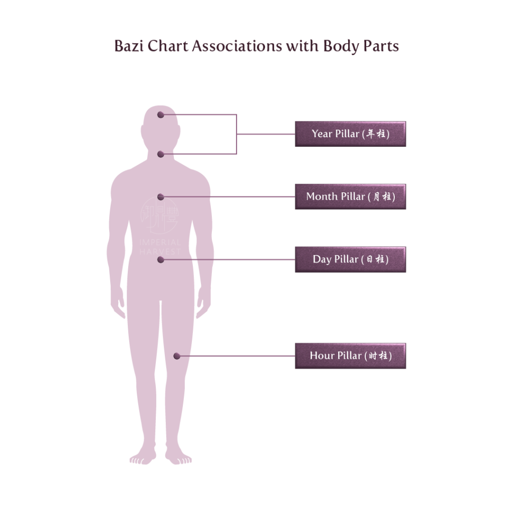 Example associations of the Bazi chart's pillars with different body parts.