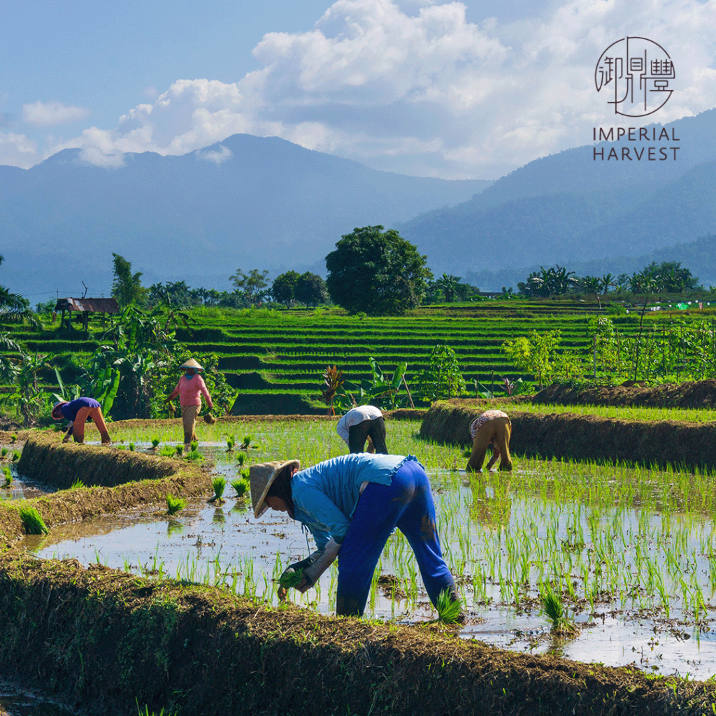 Agriculture in China