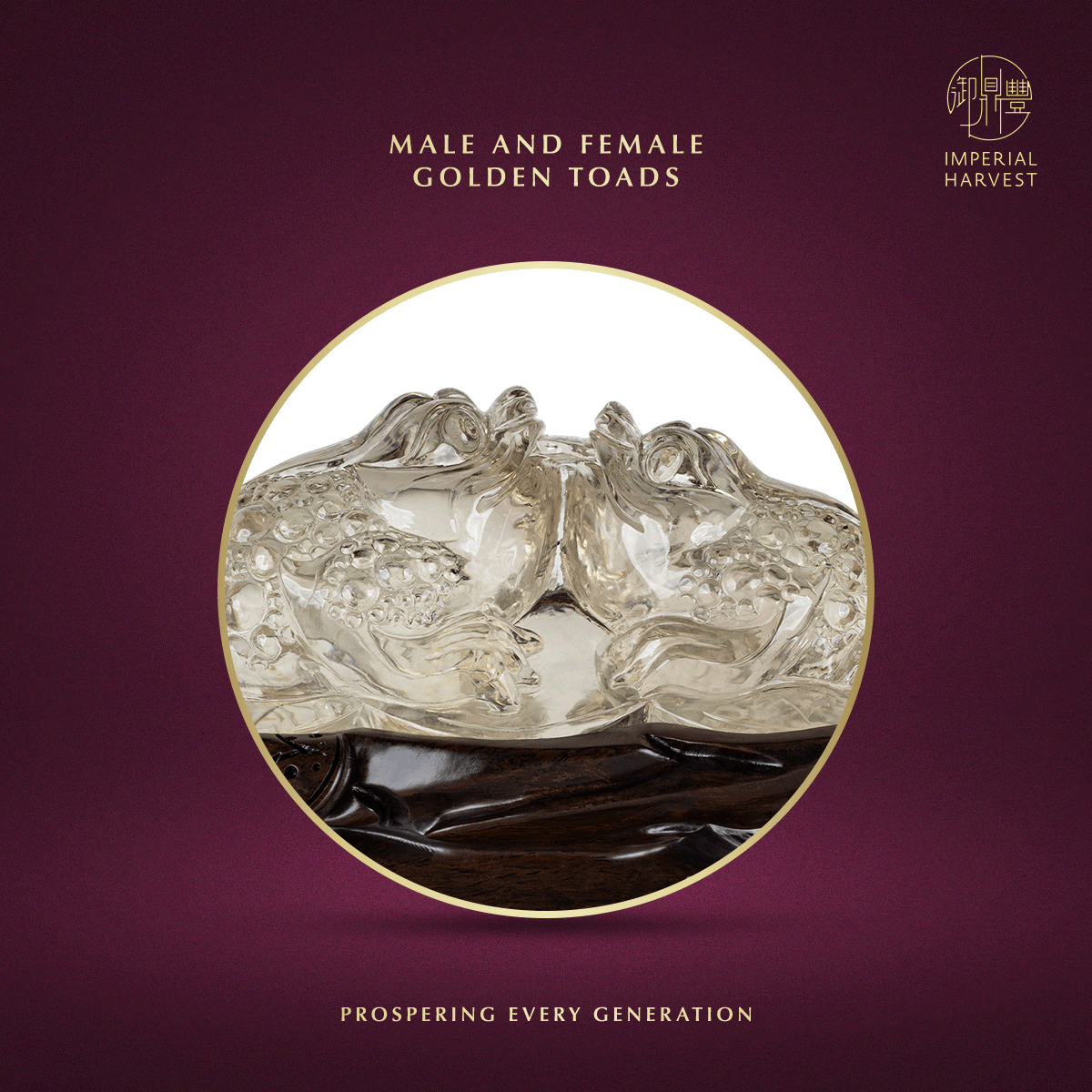 Blog 07.03 Imperial Harvest Legendary Golden Toad GT17 Male and Female Golden Toad