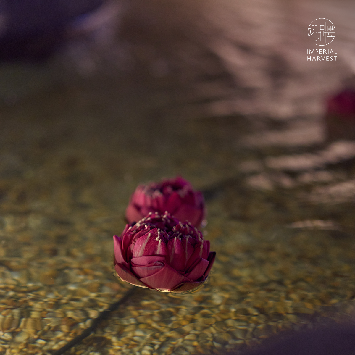 Blog 10.30 Thirty Three Guan Yin Golden Circle Event 2026 Lotus Offering 5